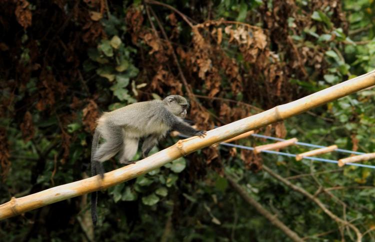 Samango monkey walks over a bamboo pole in the forest