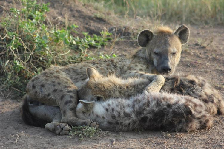 Hyenas cuddling