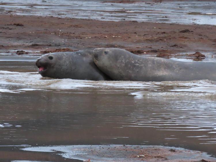 Two seals on a muddy shoreline in Antarctica