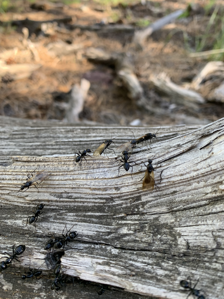 Ants in Gregory Canyon