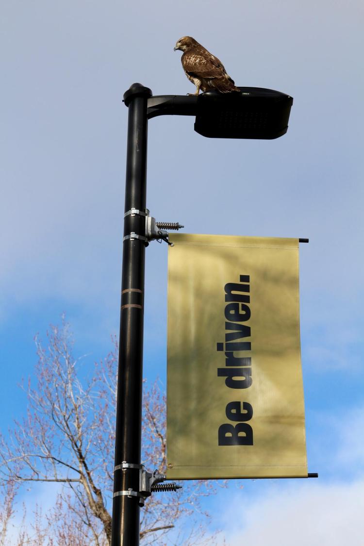 Hawk sits atop a light post with gold 'Be driven' flag