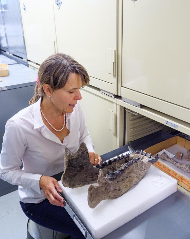 Jaelyn Eberle kneeling in front of a drawer holding a fossil jawbone