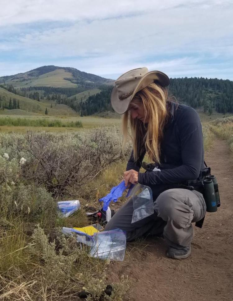 Joanna Lambert dons gloves to collect coyote scat in Yellowstone National Park