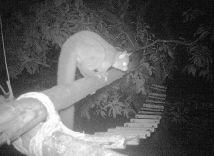 Greater bushbaby seen at night crossing a simple bridge