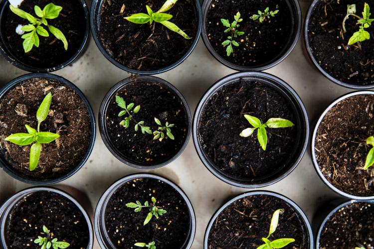 Small plants in pots