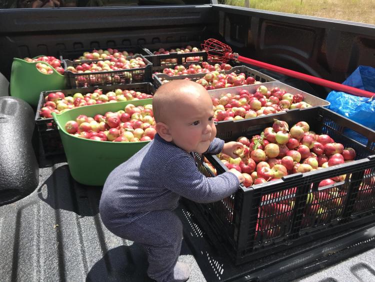 Baby plays near several bushels of apples