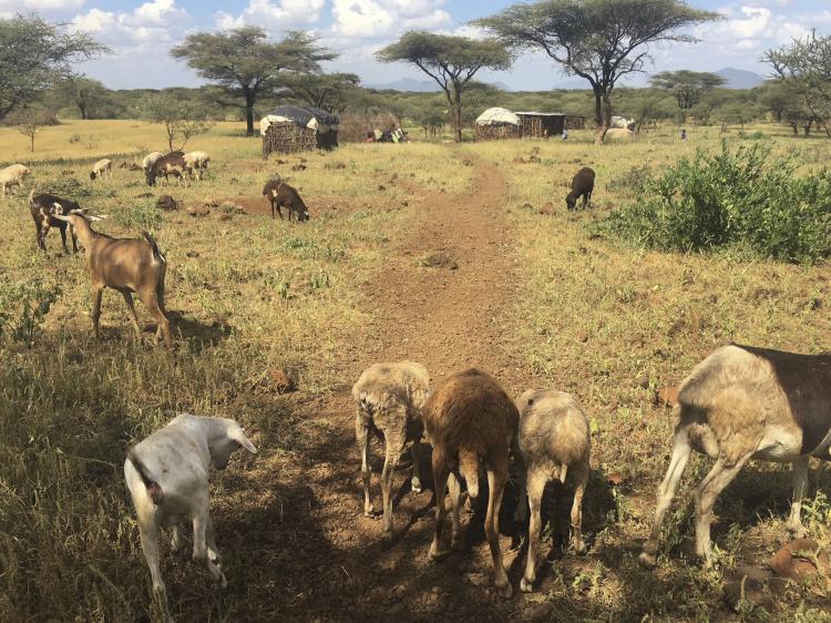 Goats near a village