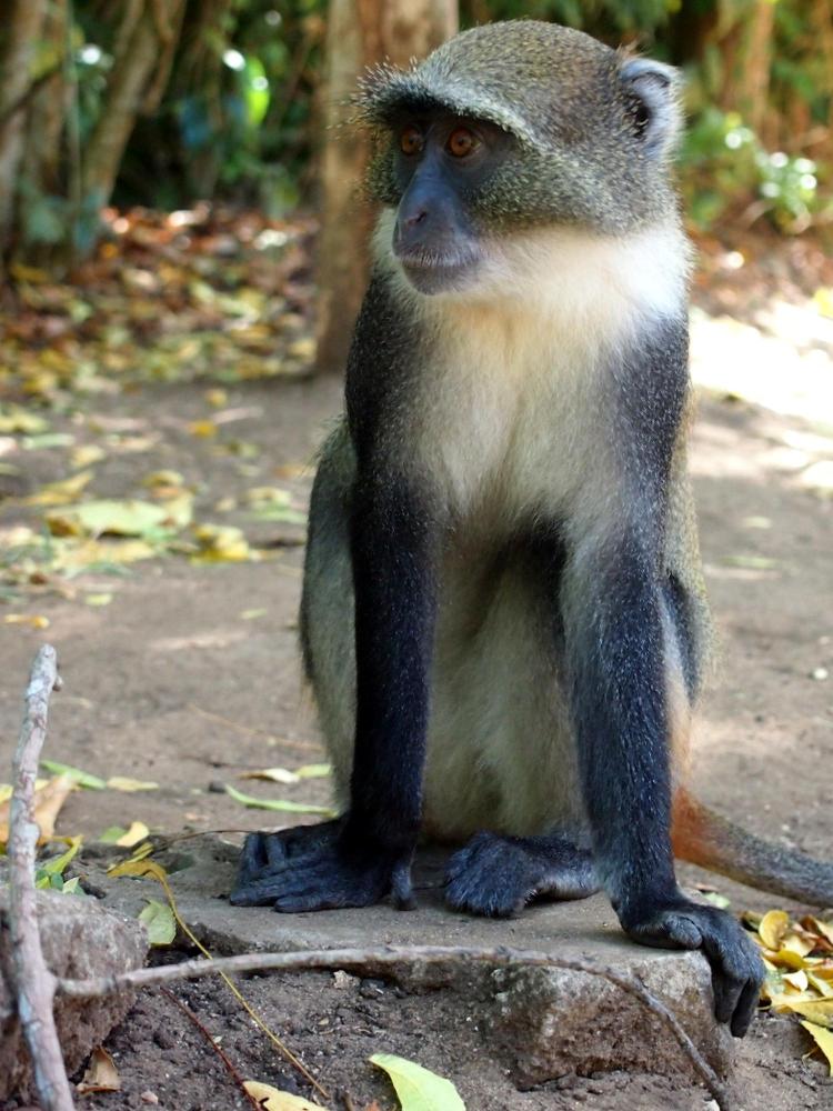Samango monkey sitting on the ground