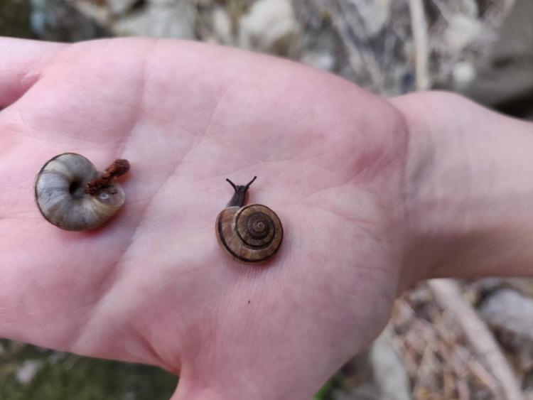 Two snails crawl on a person's hand