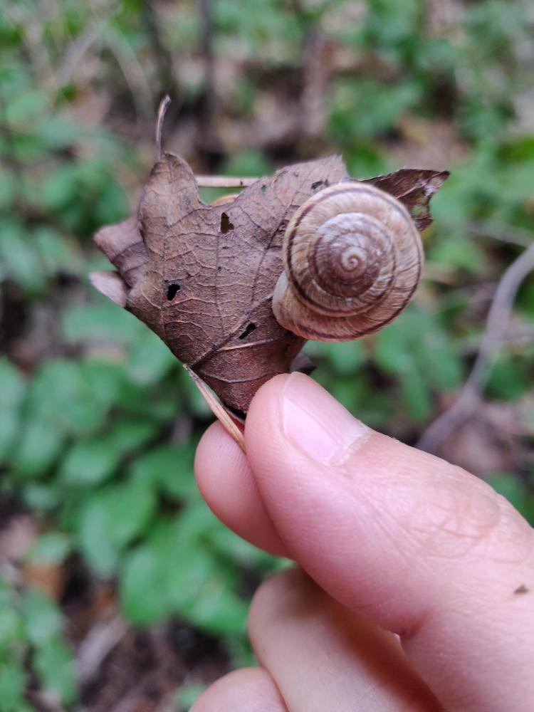 A hand holds up a leaf with a snail on it
