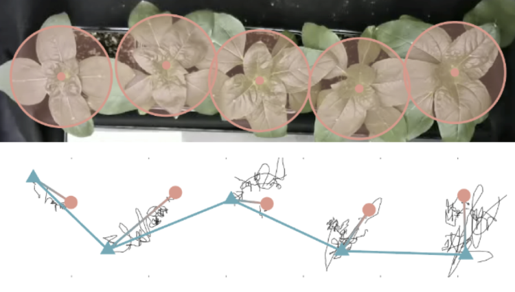 Graphic showing photo of five sunflower plants growing in a row above. Below, a blue line traces how those plants have formed a zig-zag pattern. Squiggly black lines show how those plants moved over time.