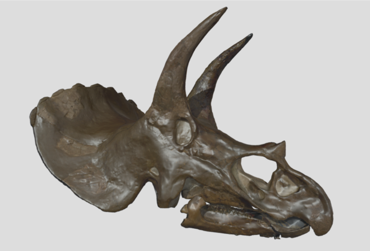 Digital scan of a Triceratops skull