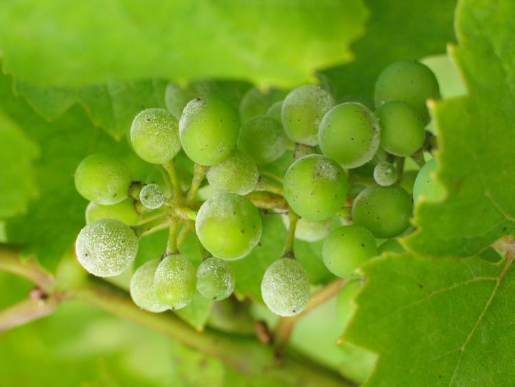Grapes with powdery mildew
