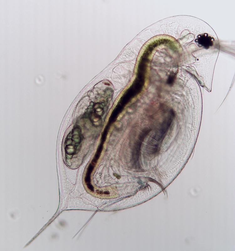 zooplankton (Daphnia dentifera) 