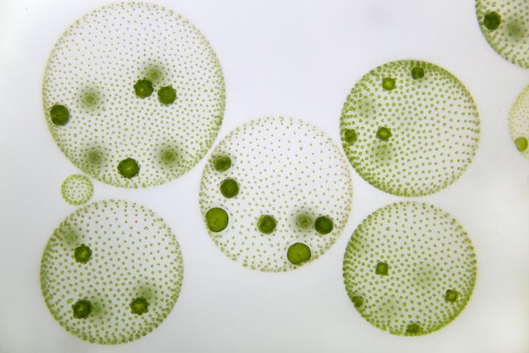 Several colonies of Volvox shaped like spheres