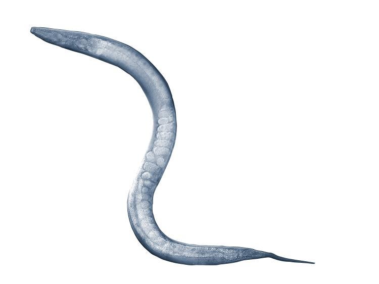 A micrograph of a roundworm. 