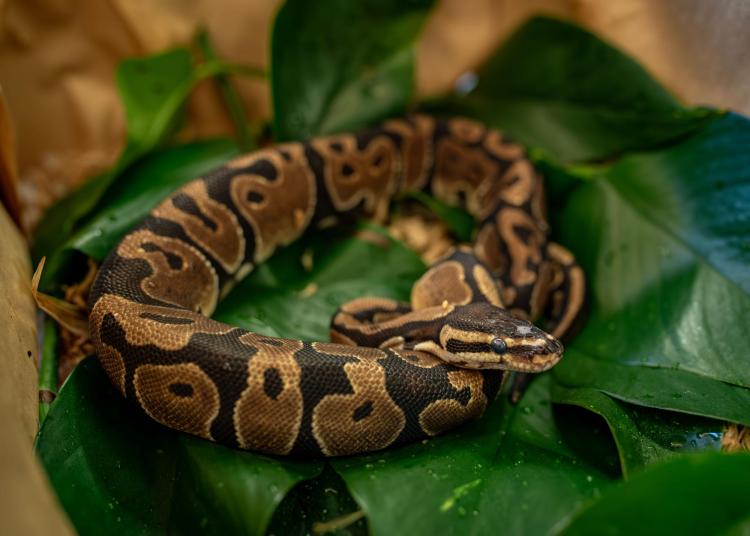 How a python’s wild eating habits could inspire new treatments for heart disease | CU Boulder Today