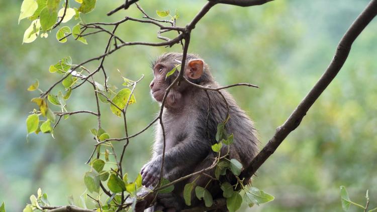 Another monkey virus could be poised for spillover to humans, new study  shows, CU Boulder Today