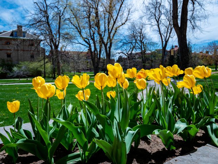 2021 Spring Scenic photos on the CU Boulder campus. (Photo by Glenn Asakawa/University of Colorado)