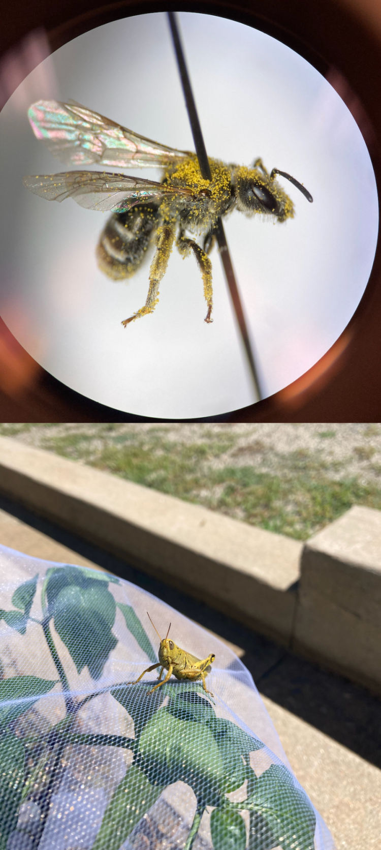 Top: a sweet bee the team collected from the urban garden. Bottom: a grasshopper on the jalapeno pepper plant.