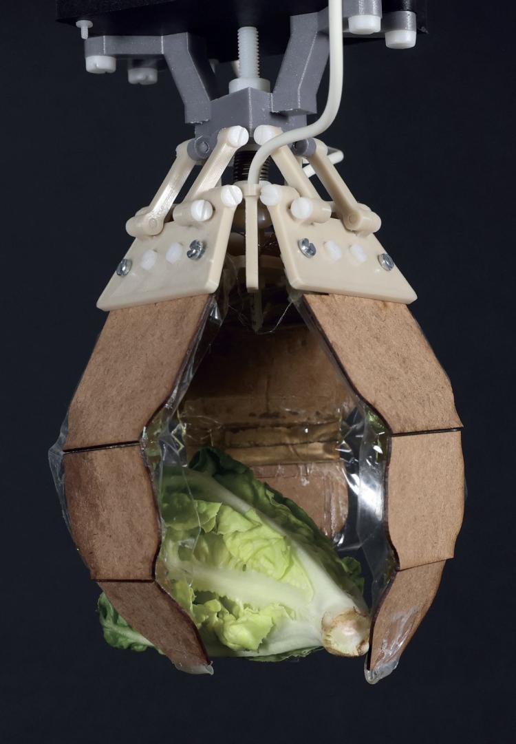 Robotic gripper holding a clump of lettuce