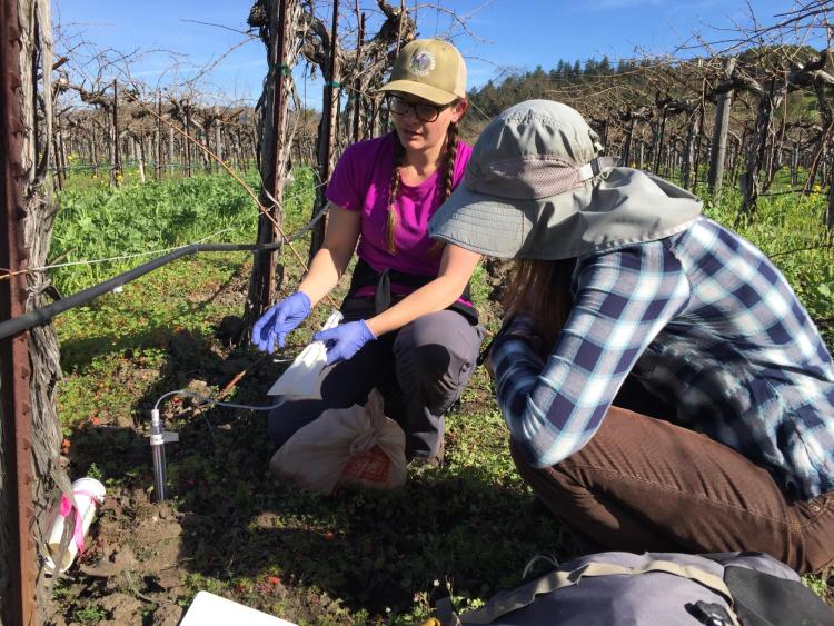Anna Hermes (lead author of the study) and Monica Cooper (of the University of California Cooperative Extension Office) collect samples next to a vineyard.