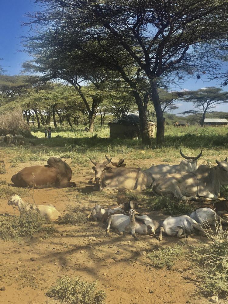 Cows and goats lay in the sun near a village