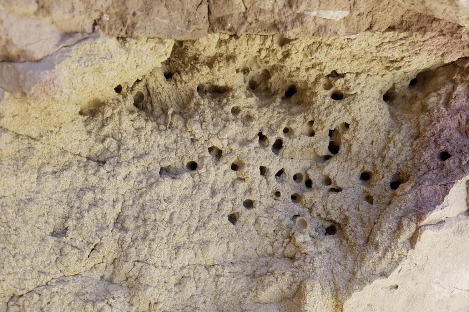 Anthophora pueblo nest in a wall