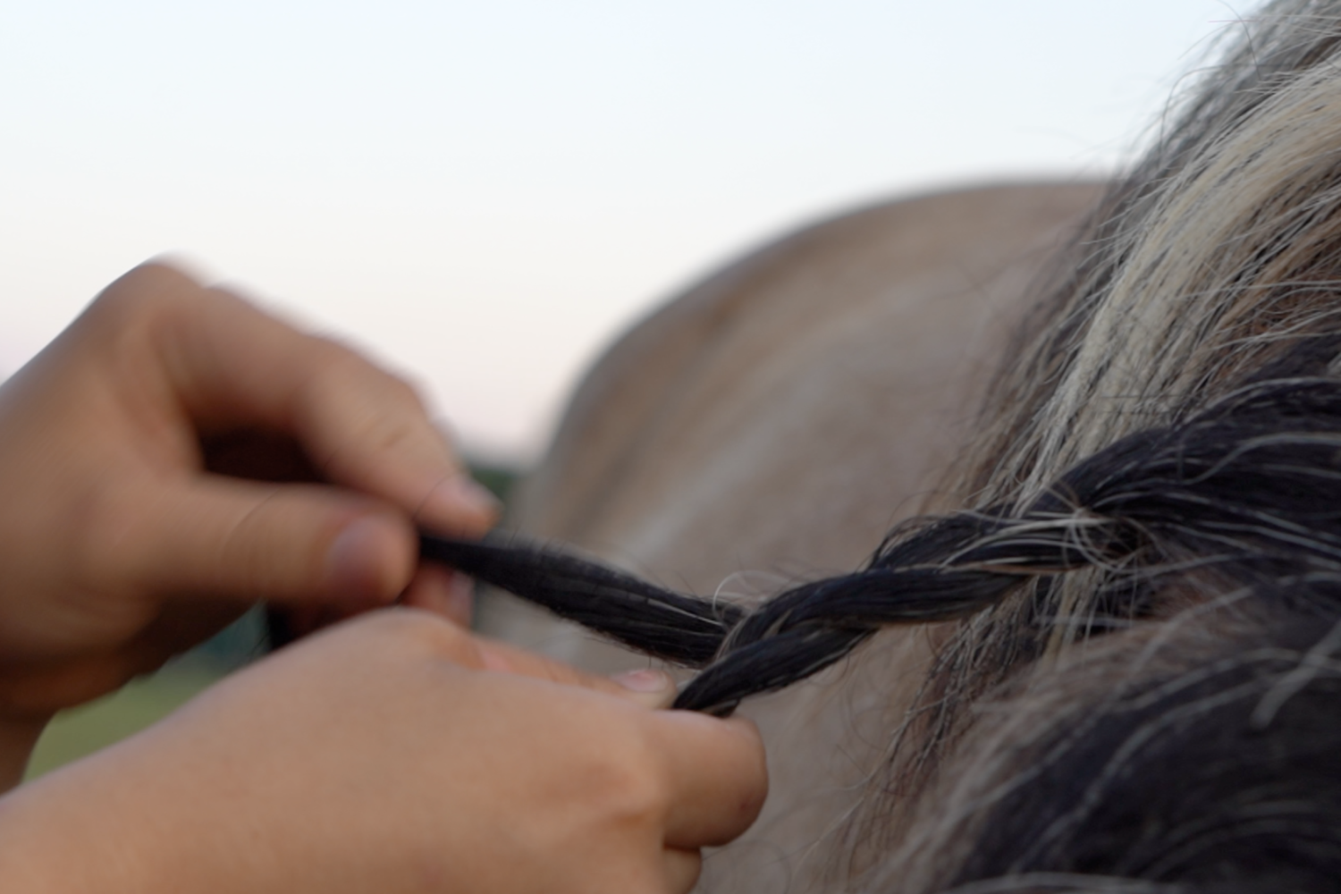 Hands braid horse's mane