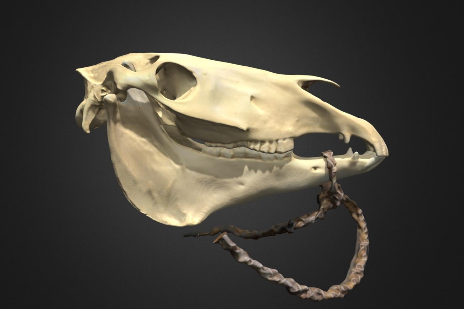 3D scan of horse skull with bridle hanging from mouth