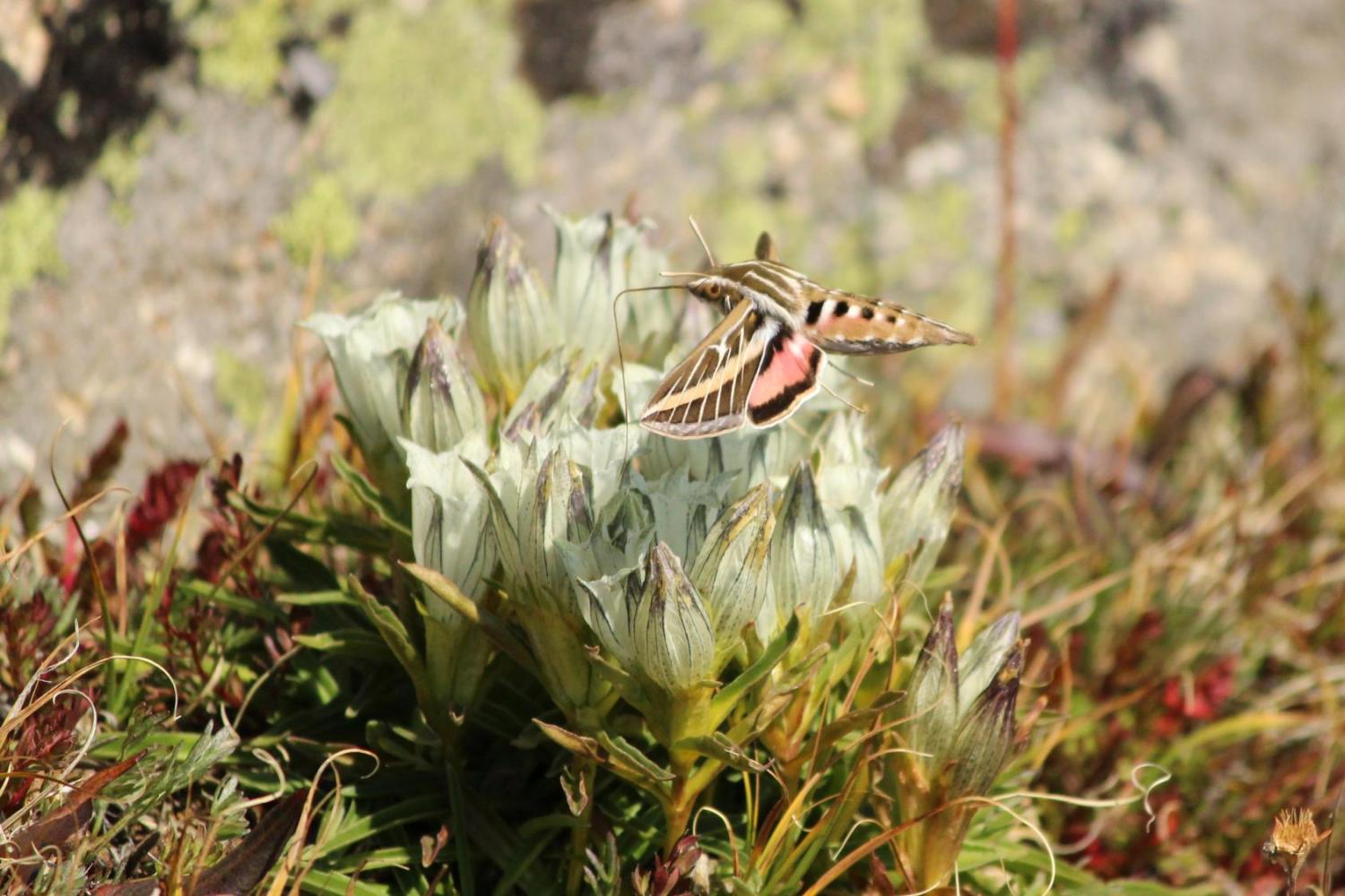 A white-lined sphinx moth