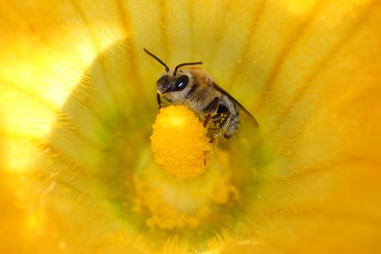 A Squash bee on a flower