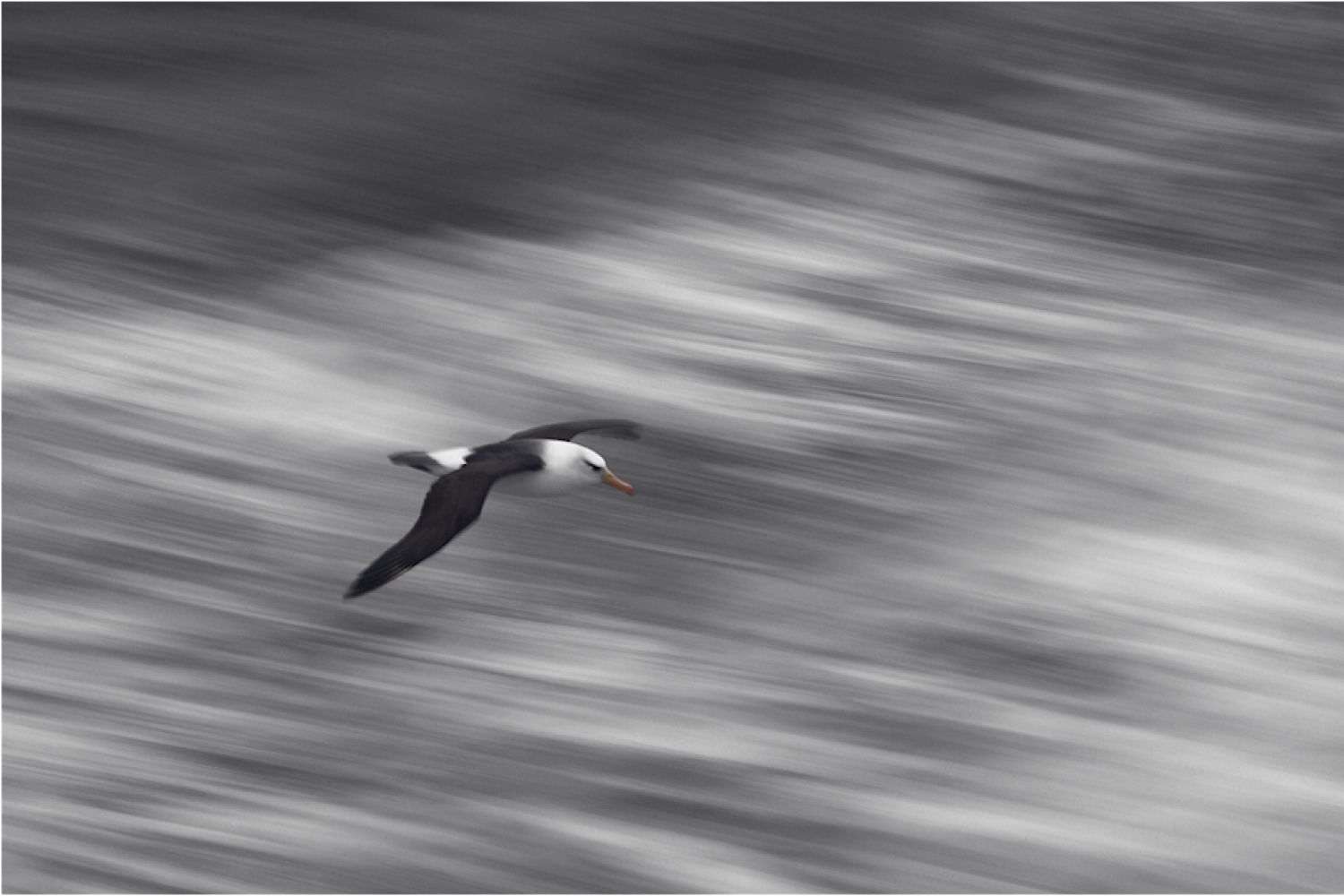 Black-browed albatross