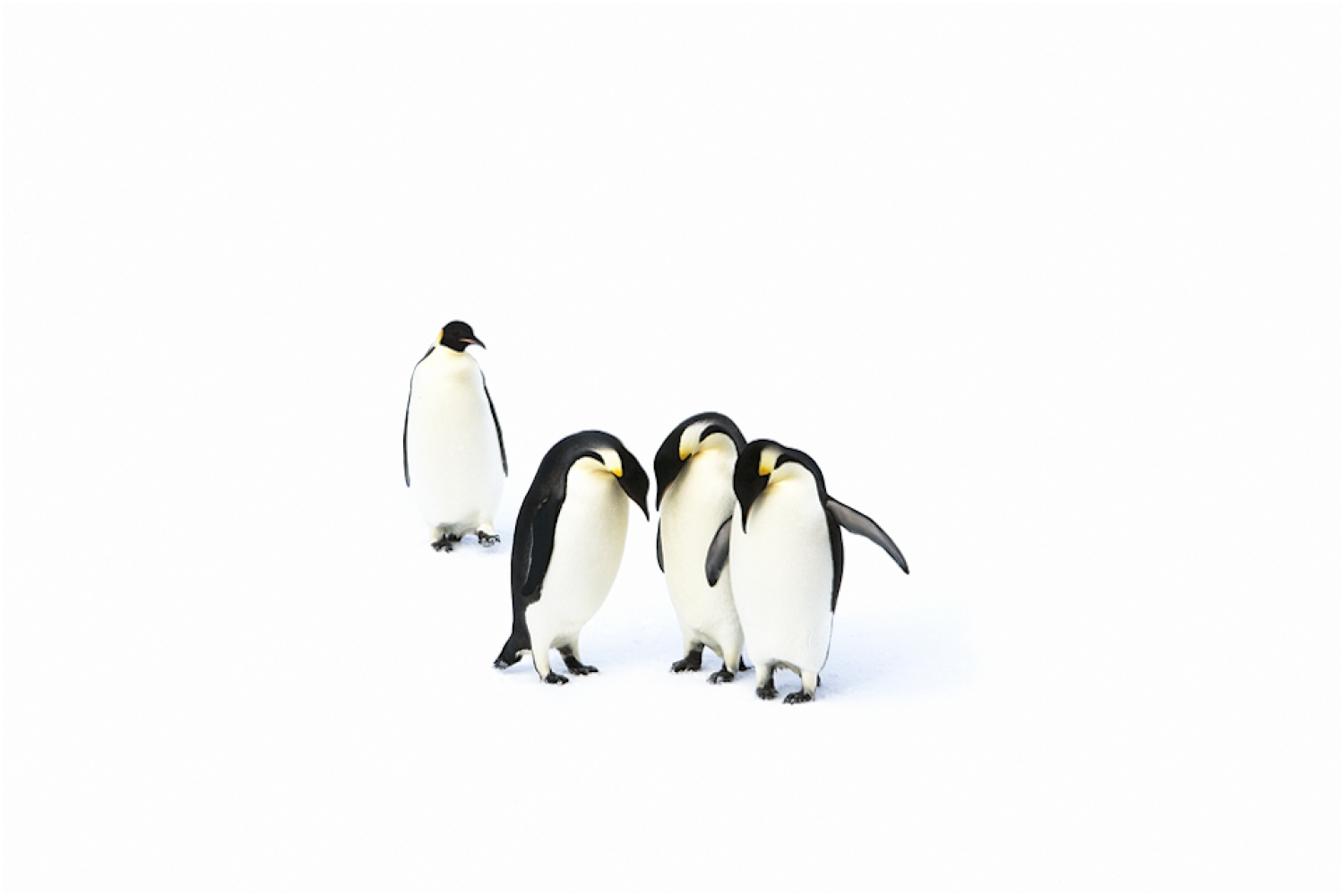 Emperor penguins