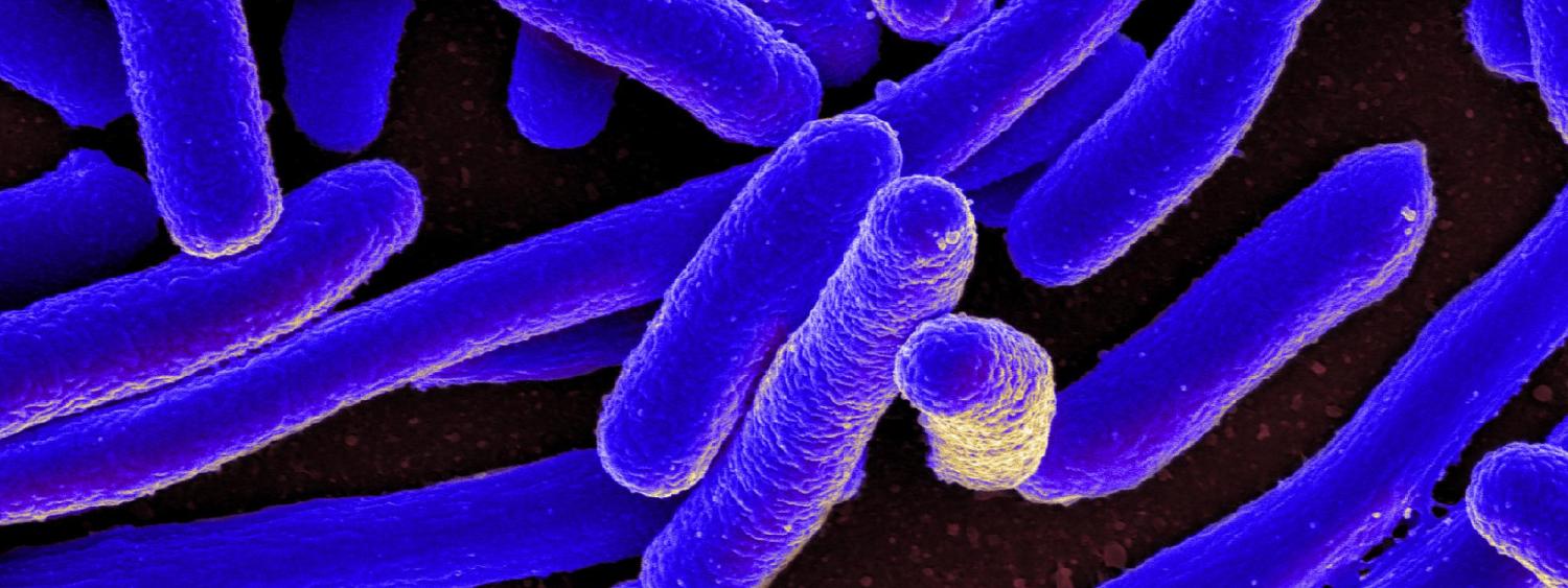 Gut bacteria under the microscope