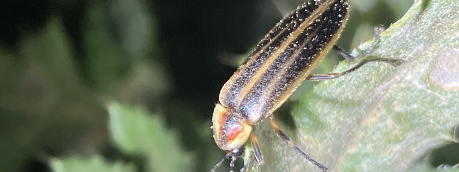 Insect with orange head and black and brown wings sits on a leaf