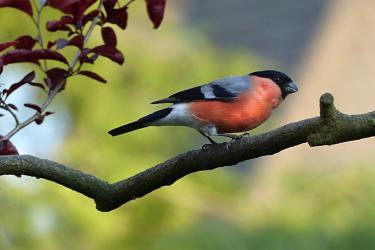 A bird perches on a branch.