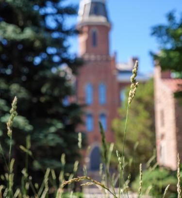 Summer grass in sunshine on June 21, 2022. Photo by Patrick Campbell/University of Colorado)