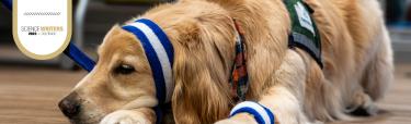 A therapy dog on the floor