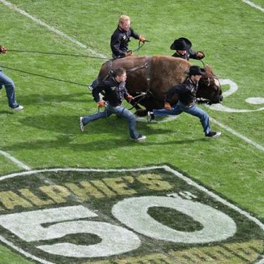 Ralphie V running during 50th anniversary celebration of Ralphie live mascot