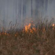 A prescribed fire at the Joseph W. Jones Ecological Research Center in Georgia.