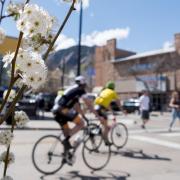 A spring scene on University Hill (bikers in the background and blossoming branch in the foreground).