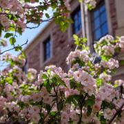 Spring blooms frame a campus building