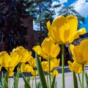 yellow tulips on campus