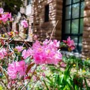 spring flowers on campus