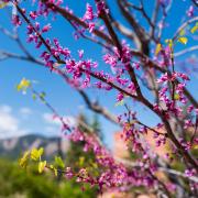 pink flowers on a tree on campus