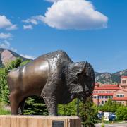 Buffalo statue on campus on a summer day