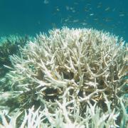 An image of bleached coral as seen in the Great Barrier Reef