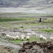 Herd of sheep in Tibet