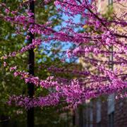 spring blooms on campus